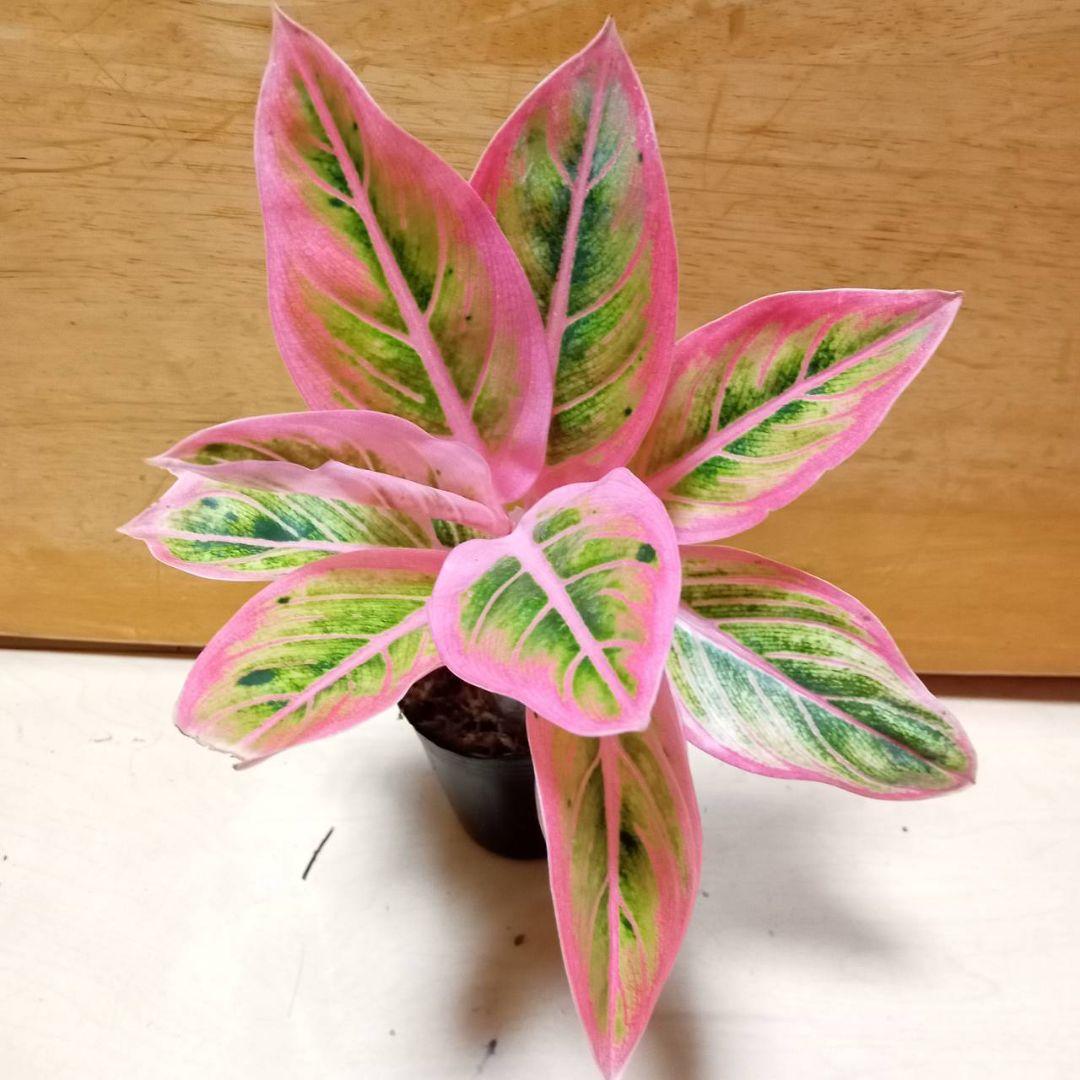 アグラオネマ　ロータス　デライト　観葉植物