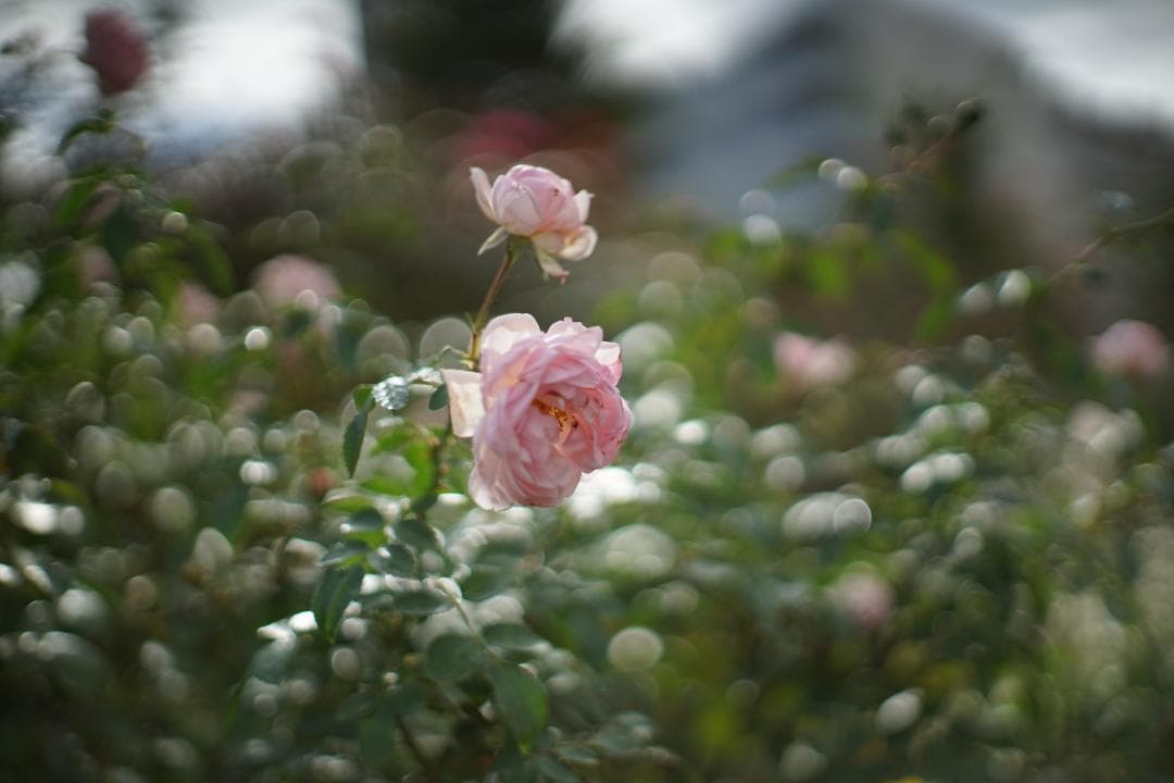 希少　PETRI　C.C　Auto　1.4　55mm　127　Ｅアダプター