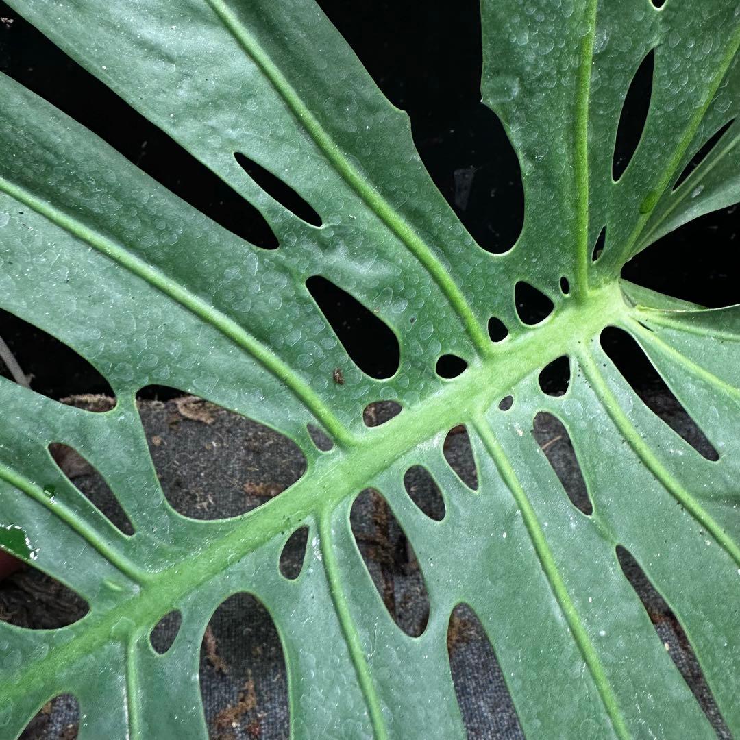 モンステラデリシオーサマクロコズム大型葉希少系統鉢植え高さ98㎝超大株