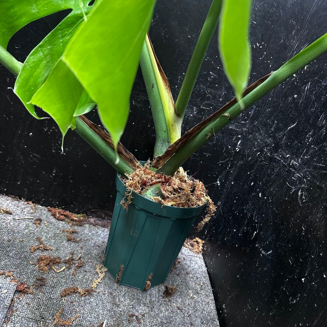 モンステラデリシオーサマクロコズム大型葉希少系統鉢植え高さ98㎝超大株