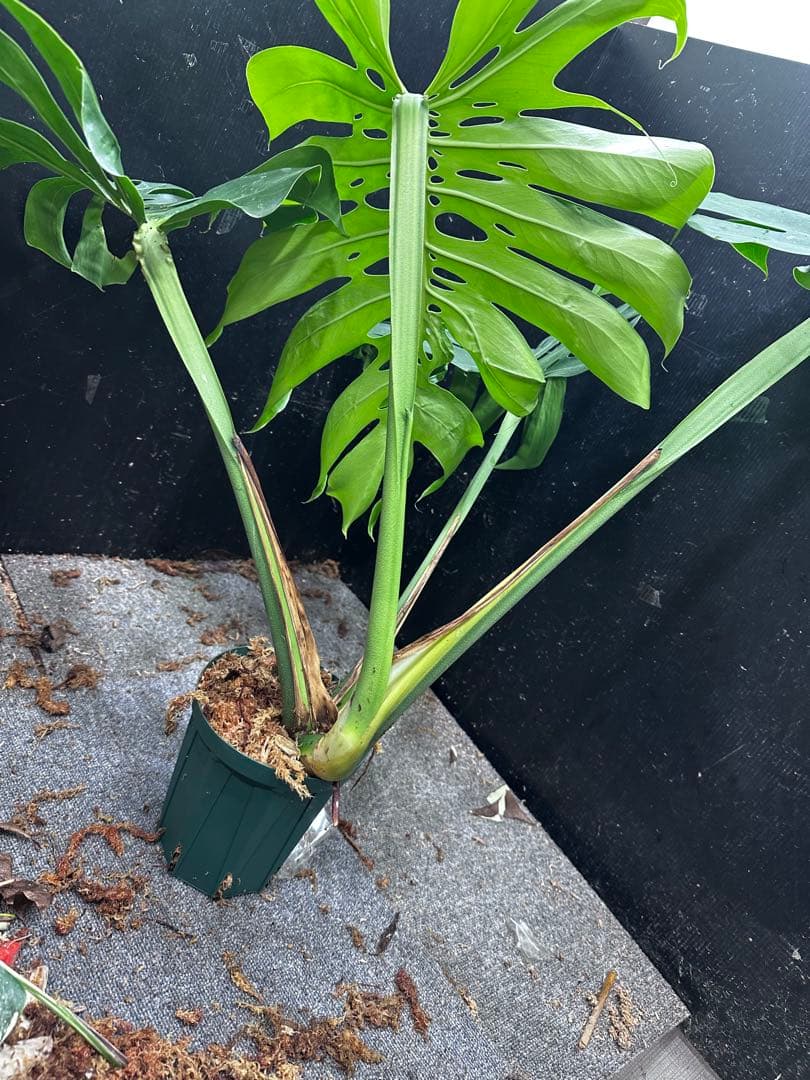 モンステラデリシオーサマクロコズム大型葉希少系統鉢植え高さ98㎝超大株