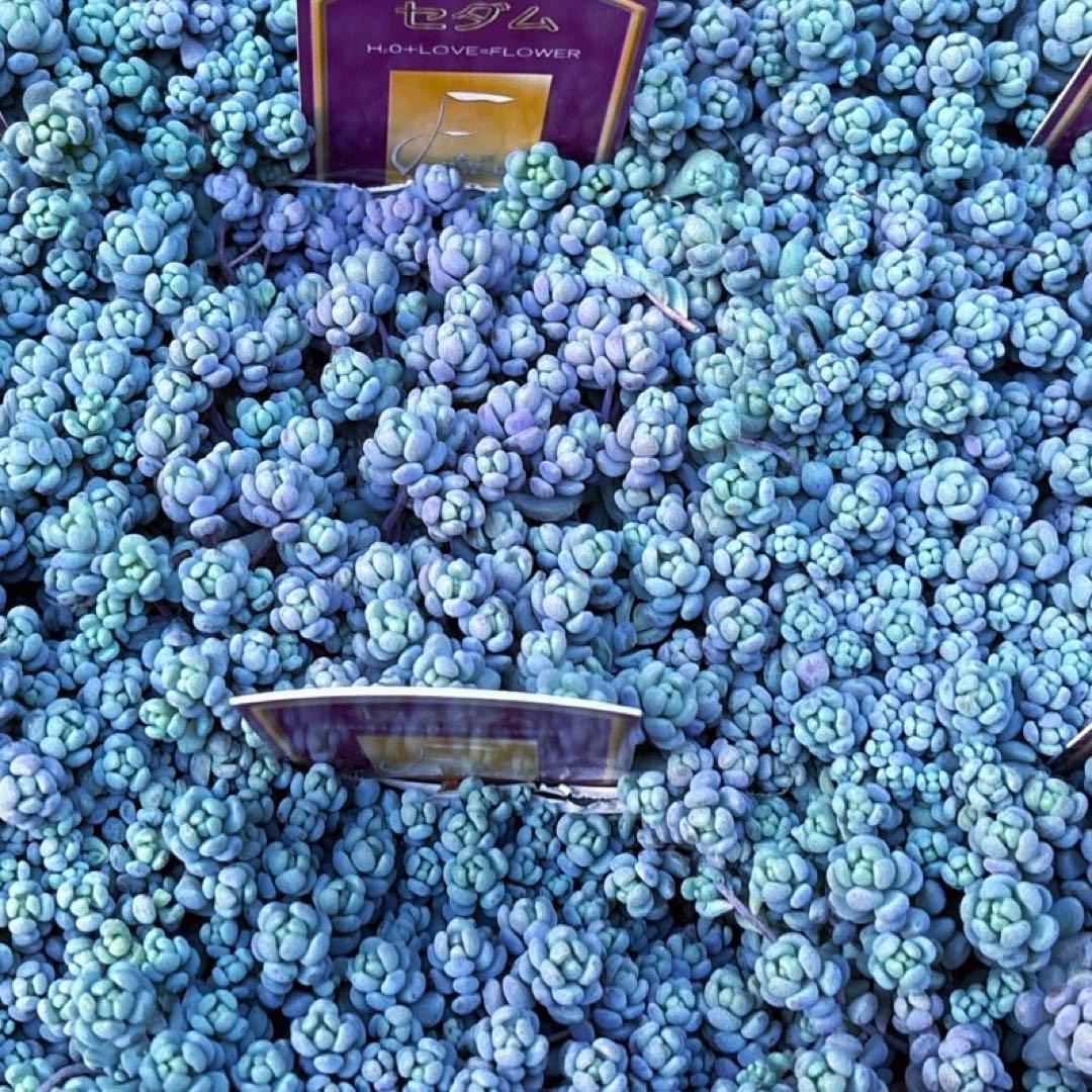 保留【Berry様♬】パープルヘイズ2ポット