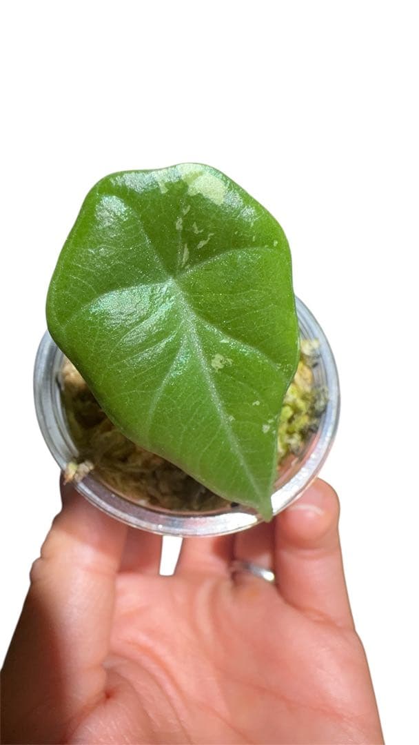 Maharani albo マハラニアルボ