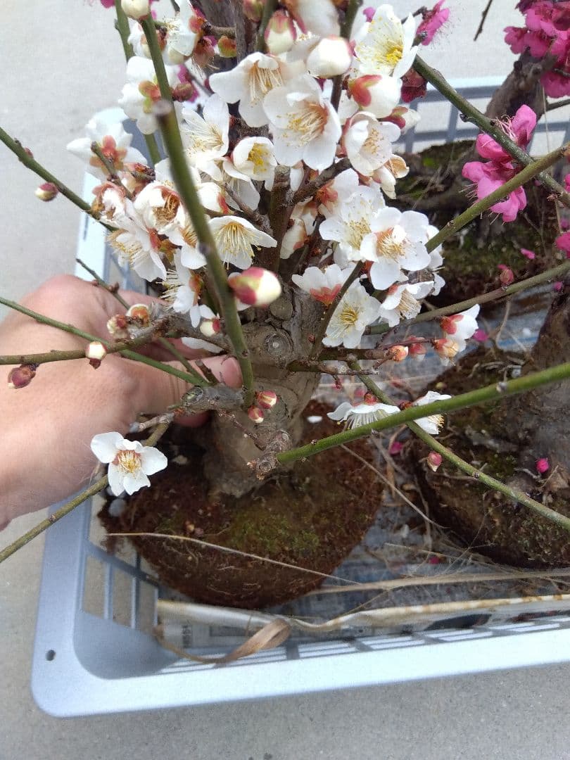 梅　盆栽　6株　破格セール❗ ②