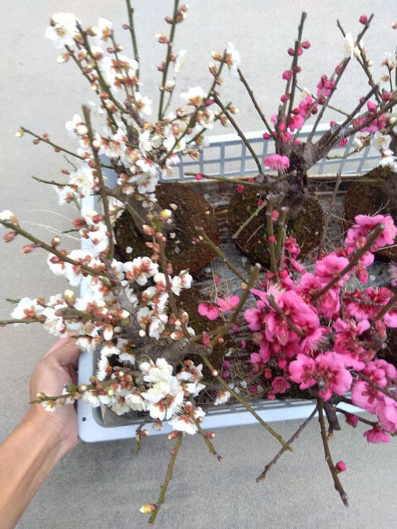 梅　盆栽　6株　破格セール❗ ②