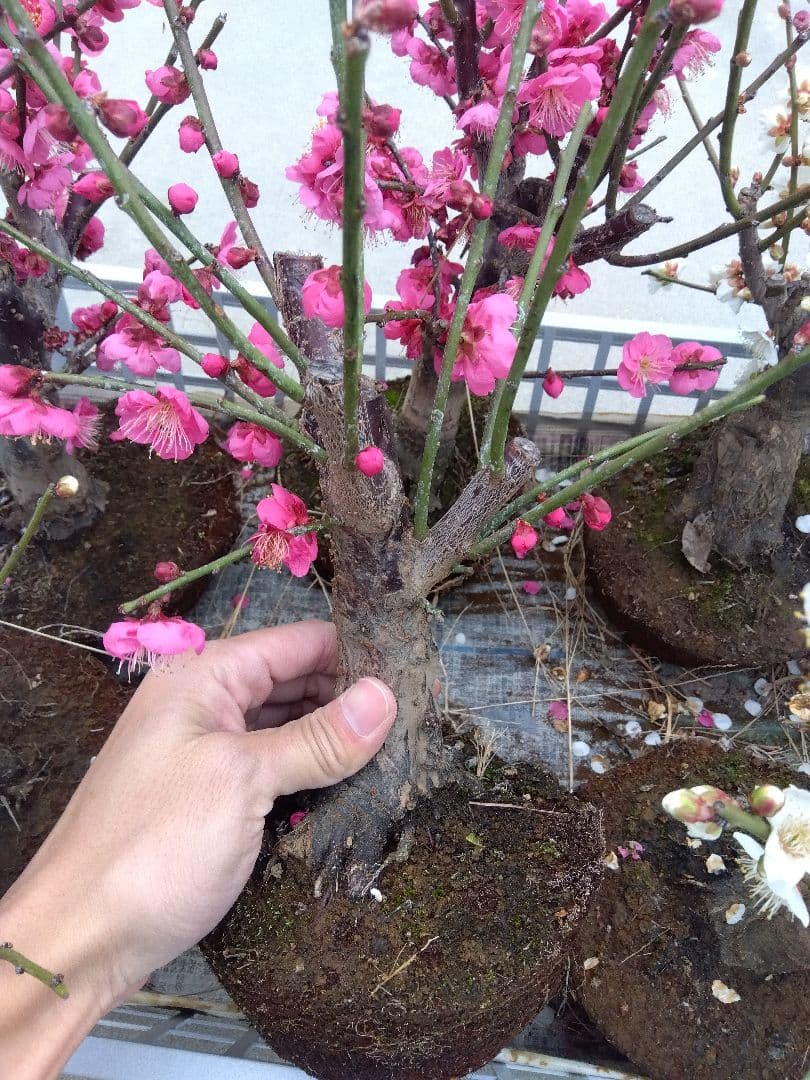 梅　盆栽　6株　破格セール❗ ②