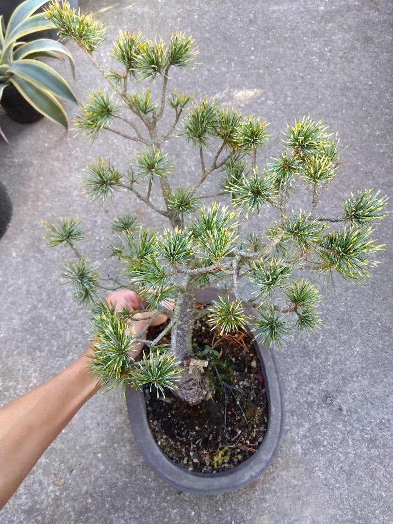 五葉松　斑入り　盆栽　8号陶器鉢つき　曲がり❗美柄❗　③