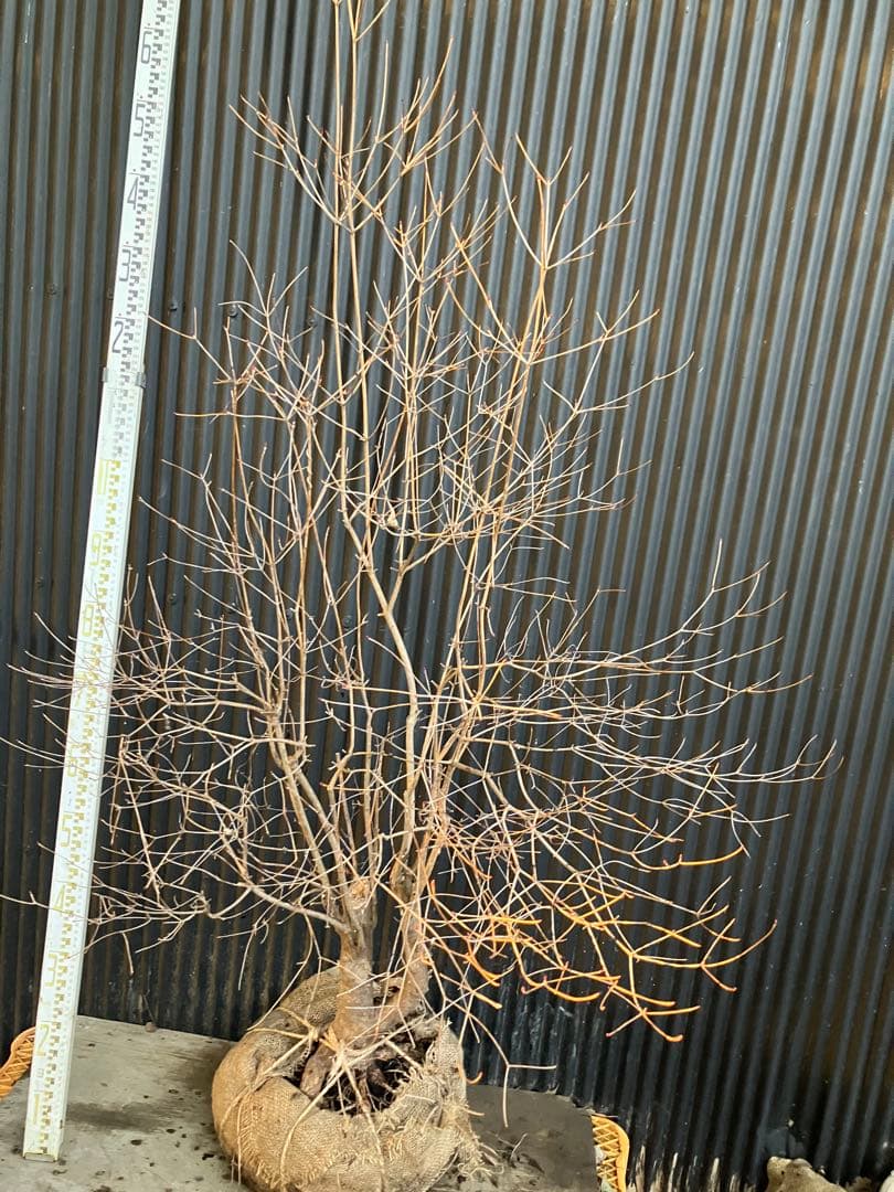 古木　山採り　ドウダンツツジ