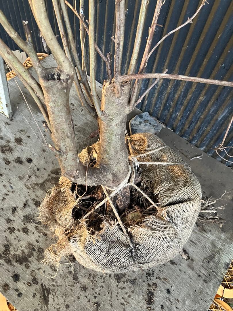 古木　山採り　ドウダンツツジ