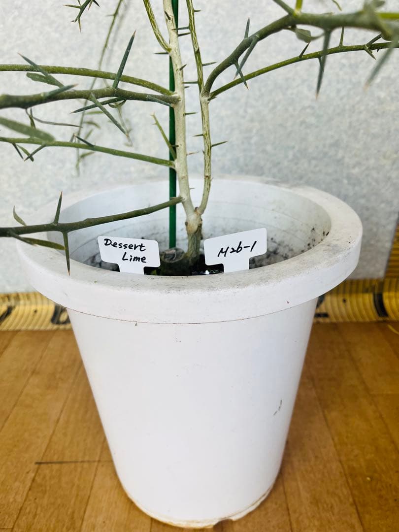 柑橘4年生　フィンガーライム接木苗／デザートライム　8号鉢植え