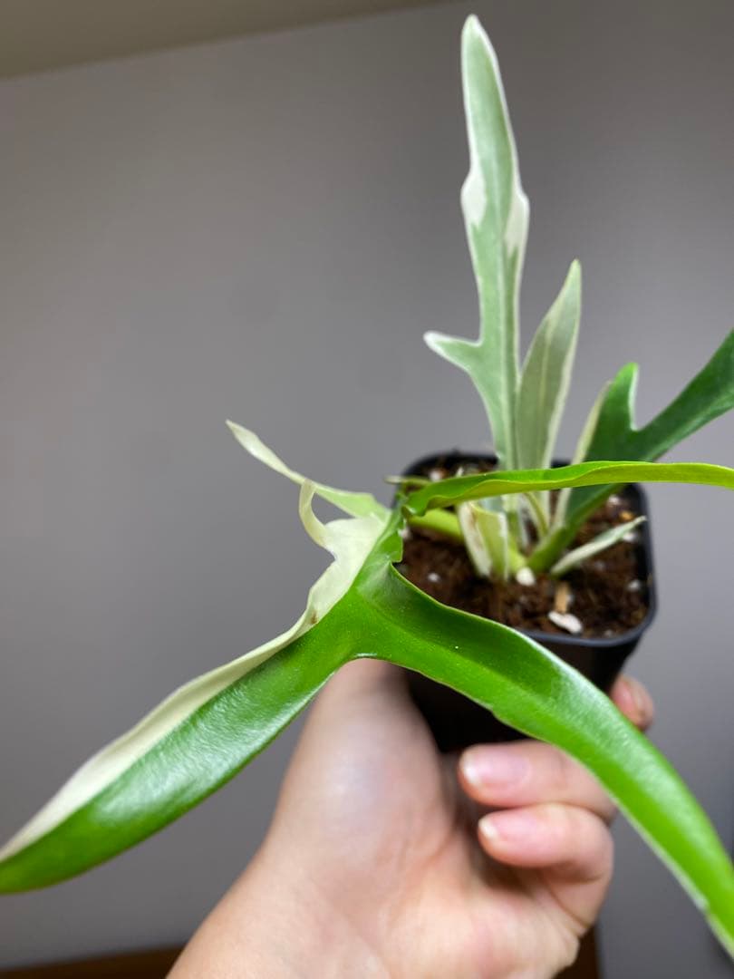 【レアです‼️】フィロデンドロン　トータム　斑入り　アルボ　希少　人気　メルカリ便