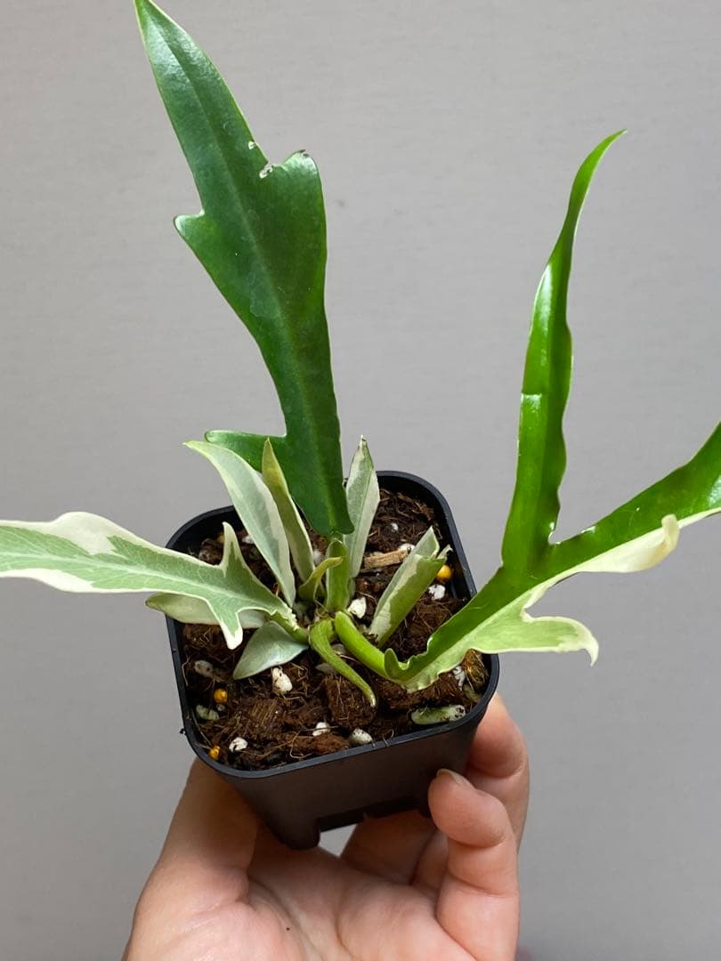 【レアです‼️】フィロデンドロン　トータム　斑入り　アルボ　希少　人気　メルカリ便