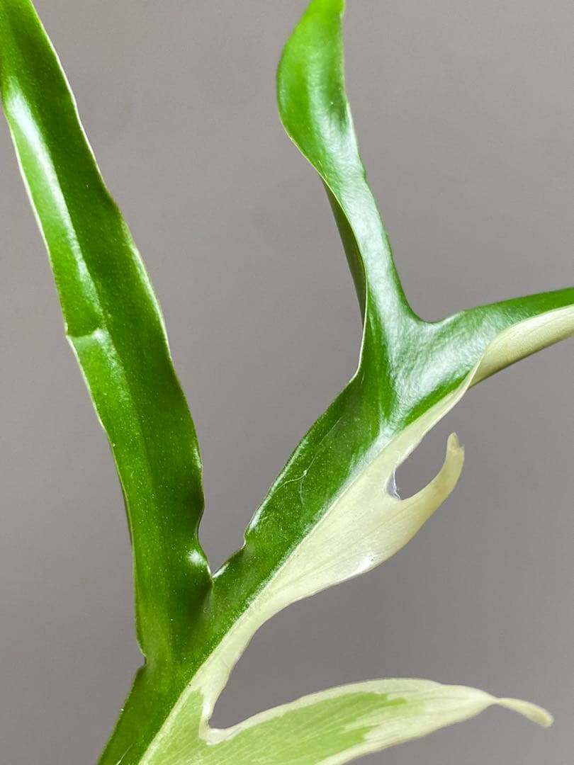 【レアです‼️】フィロデンドロン　トータム　斑入り　アルボ　希少　人気　メルカリ便