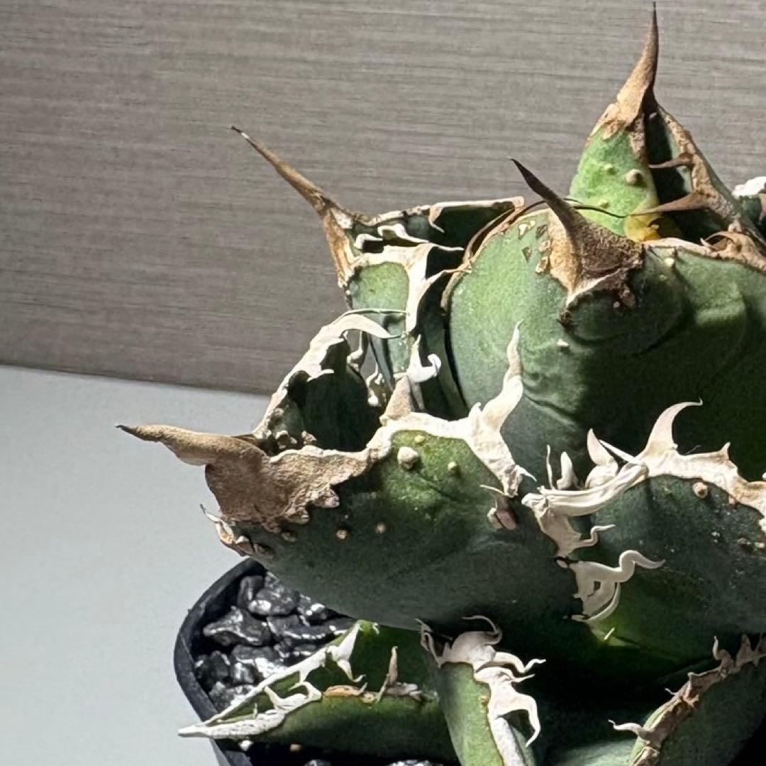 【冰雹】アガベ　チタノタ