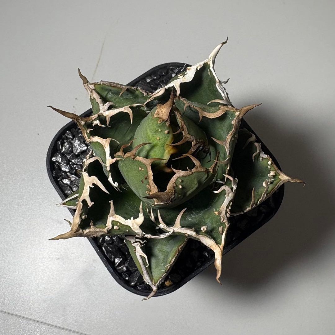 【冰雹】アガベ　チタノタ