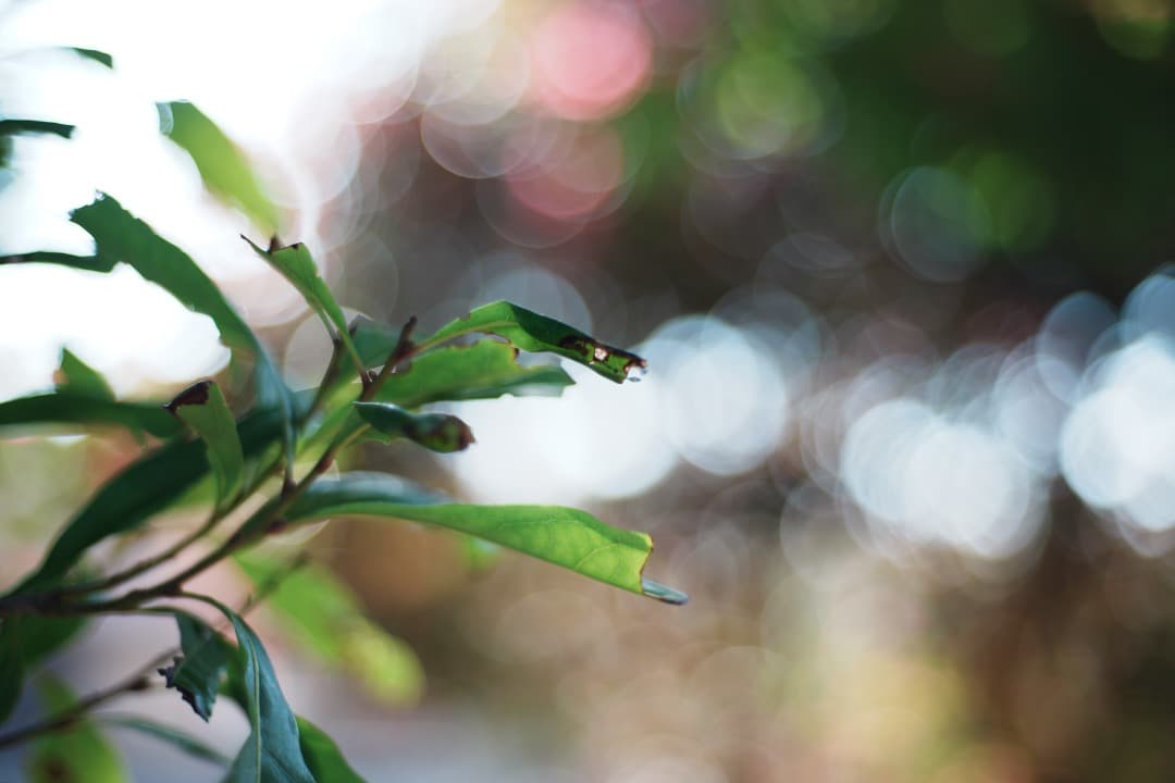 【極美品】動作◎ Nikon Ai-s Nikkor 50mm f1.8 871