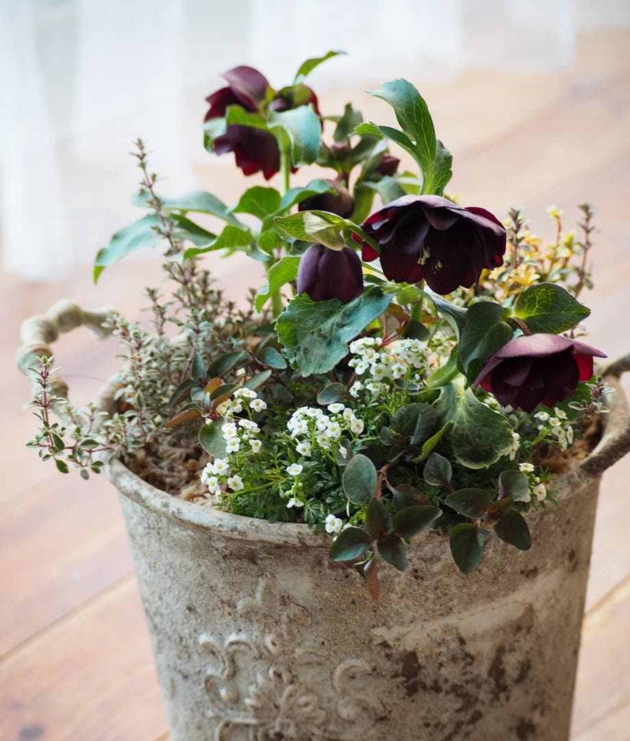 【最終お値下】クリスマスローズのシックな寄せ植え