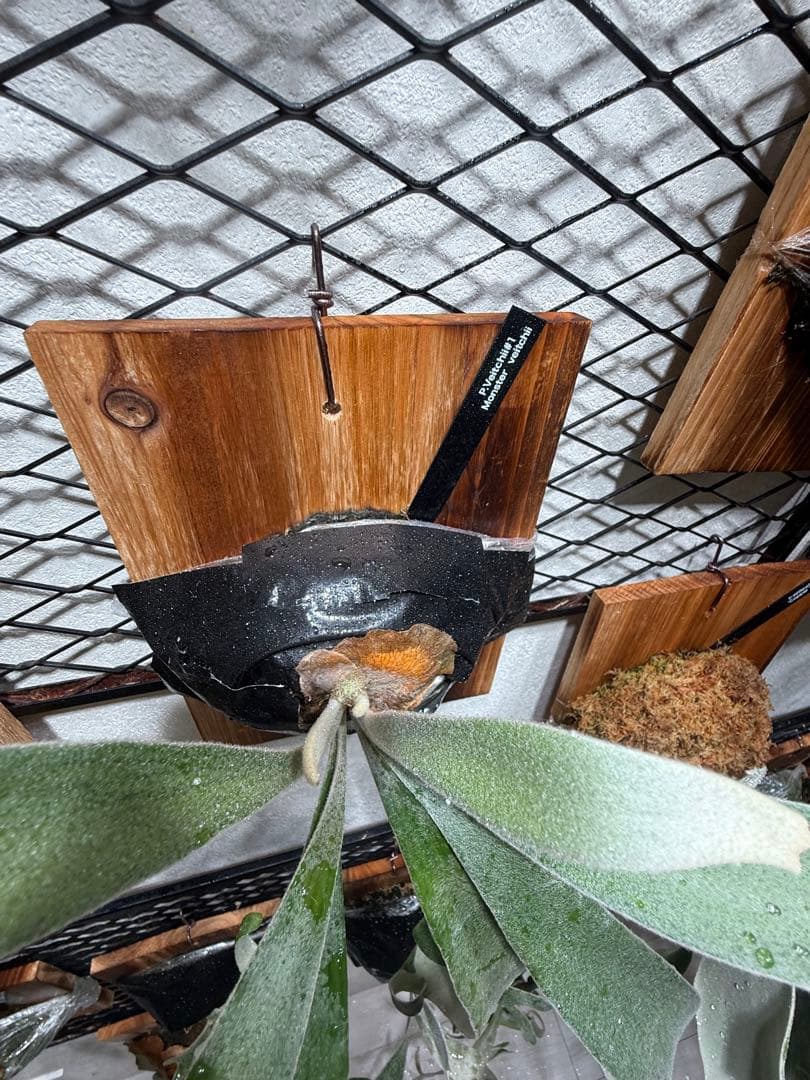 P. veitchii ♯1 “Warp”(呼称)