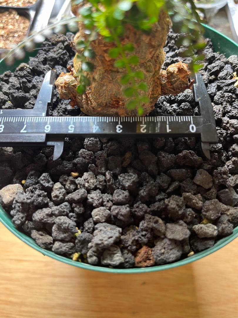 早い者勝ち 超極太 実生 パキプス オペルクリカリアパキプス 鉢ごと