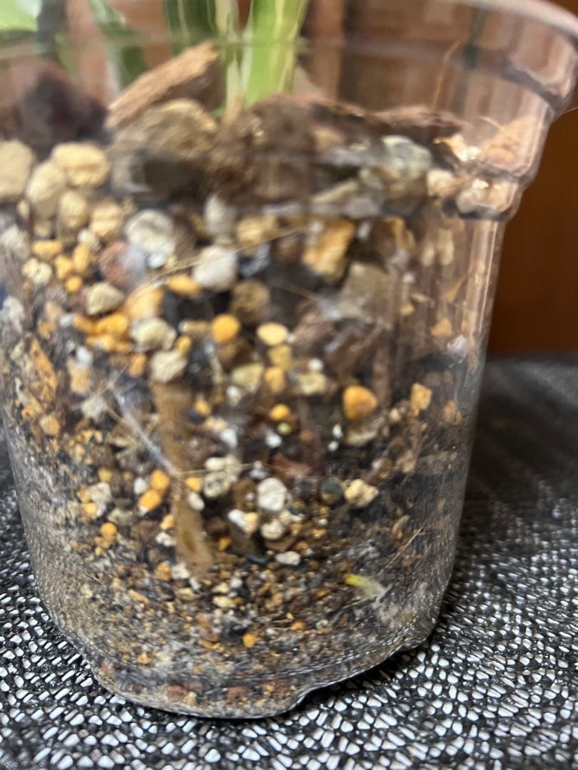 斑入りモンステラデリショーサホワイトスノー