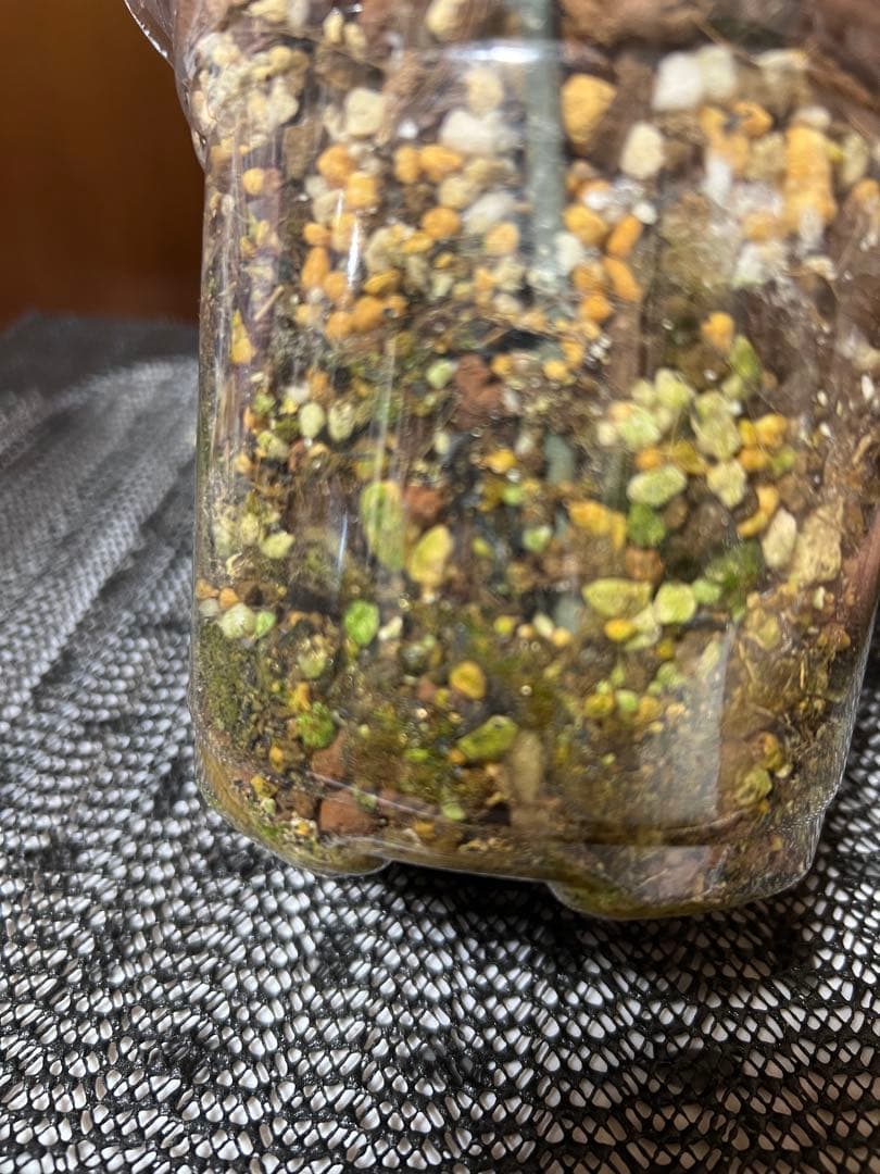 斑入りモンステラデリショーサホワイトスノー