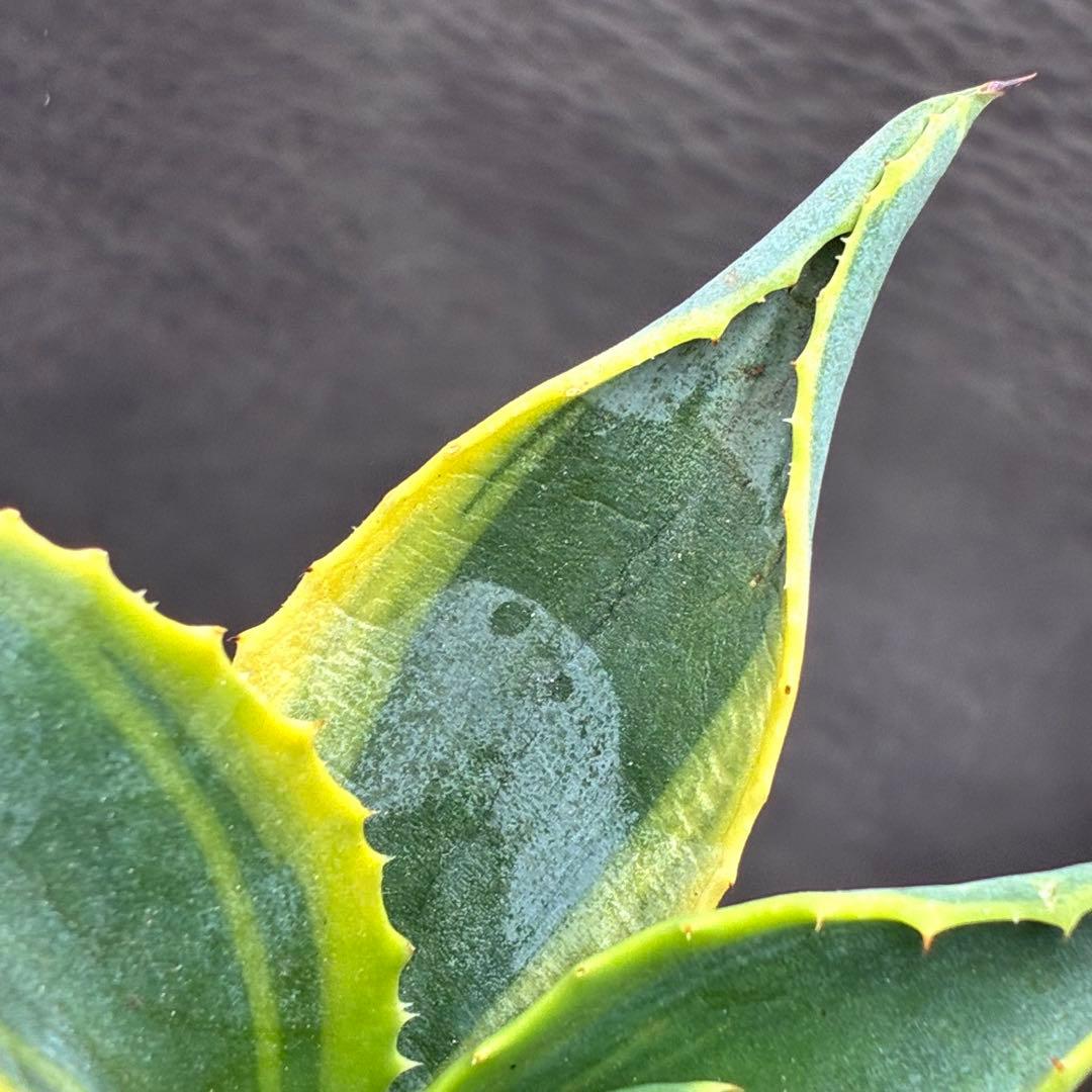 M*A様 アガベ サルミアナ フェロックス リップルエフェクト 強烈波状葉 荒棘