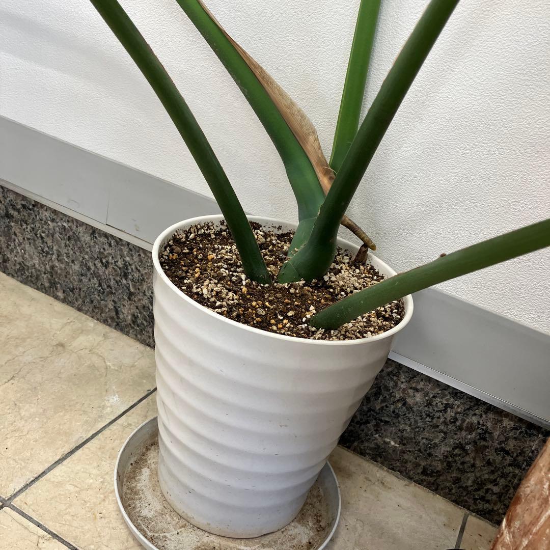 R★新潟市北区引き取り①モンステラ　特大　高さ110 幅138.