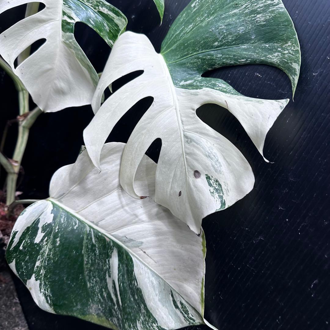 葛*湯様 斑入りモンステラ ホワイトタイガー極美大株59cm白斑多
