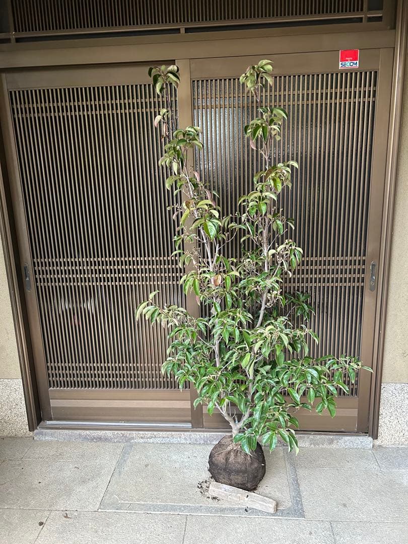 逸品　常緑ヤマボウシ　月光　本株立ち　花芽たっぷり