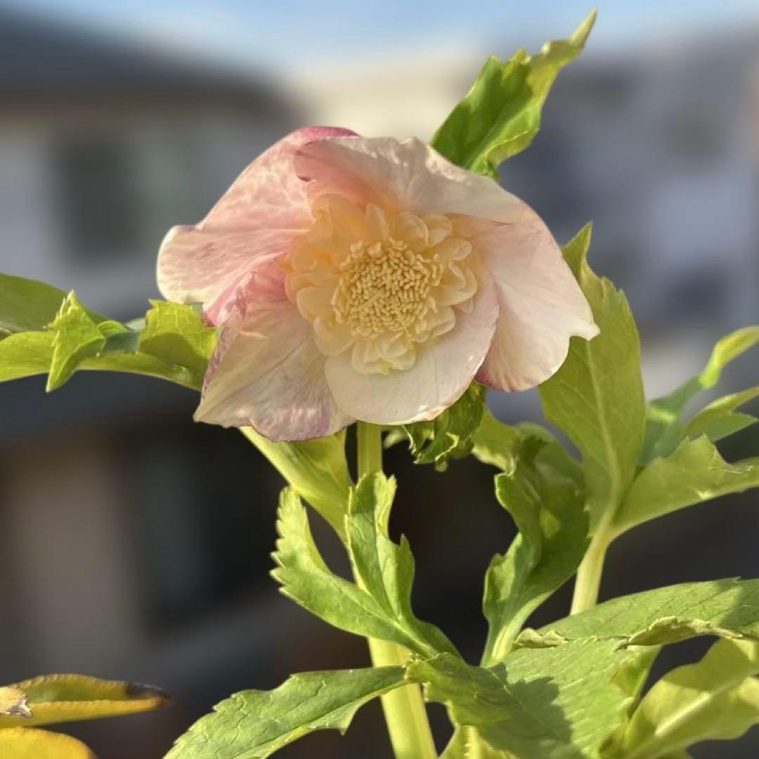 りーちゃん様ご依頼品　野田園芸　絞りSD 開花株　現品　メルカリ便発送