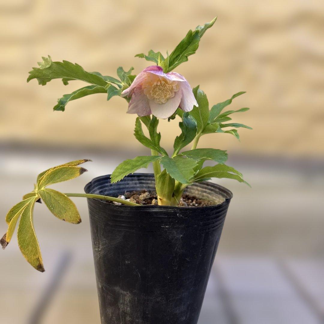 りーちゃん様ご依頼品　野田園芸　絞りSD 開花株　現品　メルカリ便発送