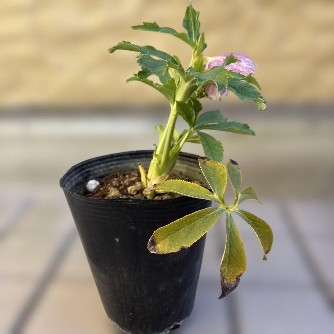 りーちゃん様ご依頼品　野田園芸　絞りSD 開花株　現品　メルカリ便発送