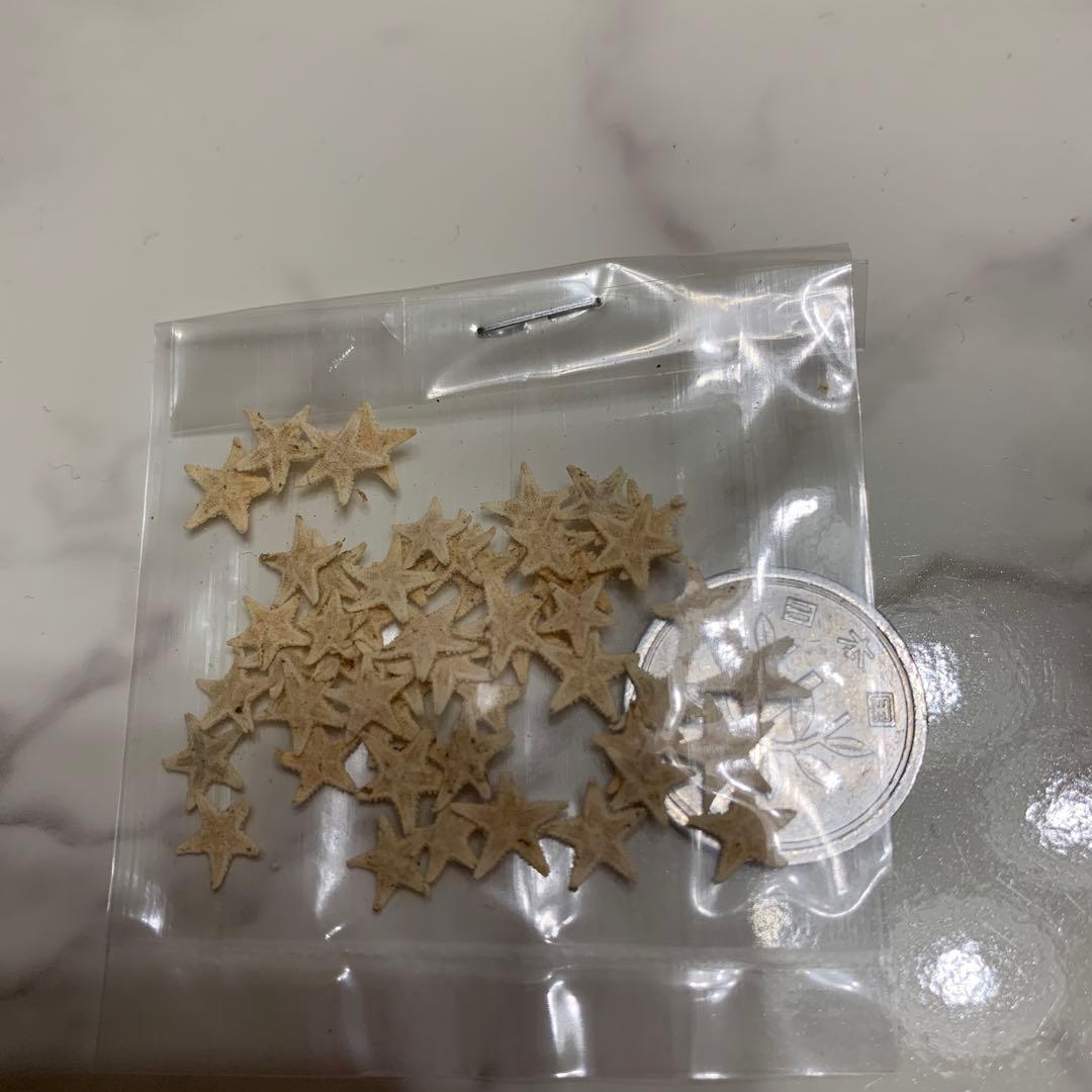 星　ヒトデ　海　天然素材　ミニヒトデ　小さいヒトデ　小さい貝殻　レジン　アート