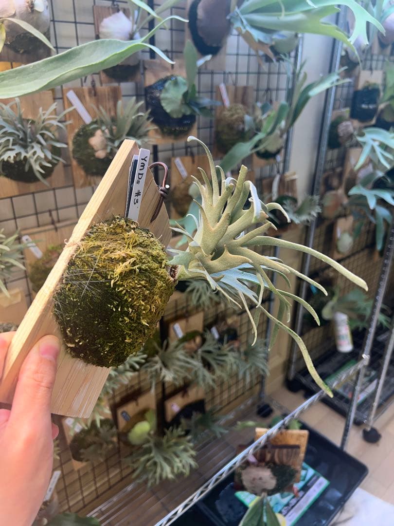 年末大特価P.willinckii Totoro spore YMDs ③