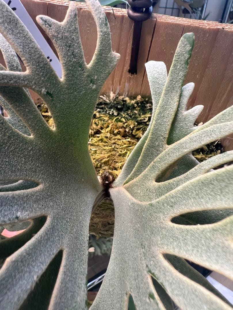 年末大特価P.willinckii Totoro spore YMDs ③