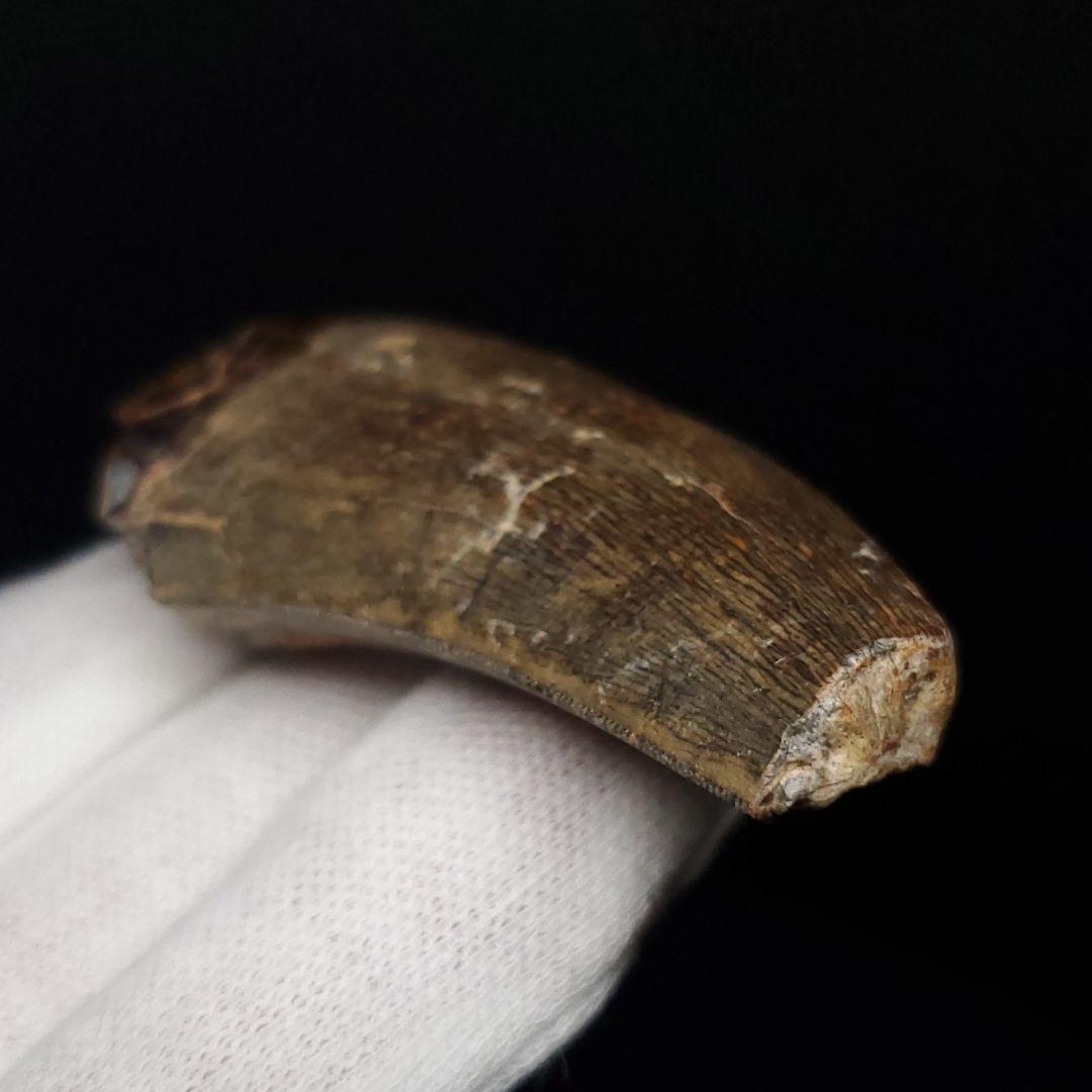 アフロベナトル 歯 化石 本物 二ジェール産 53.98mm fr142