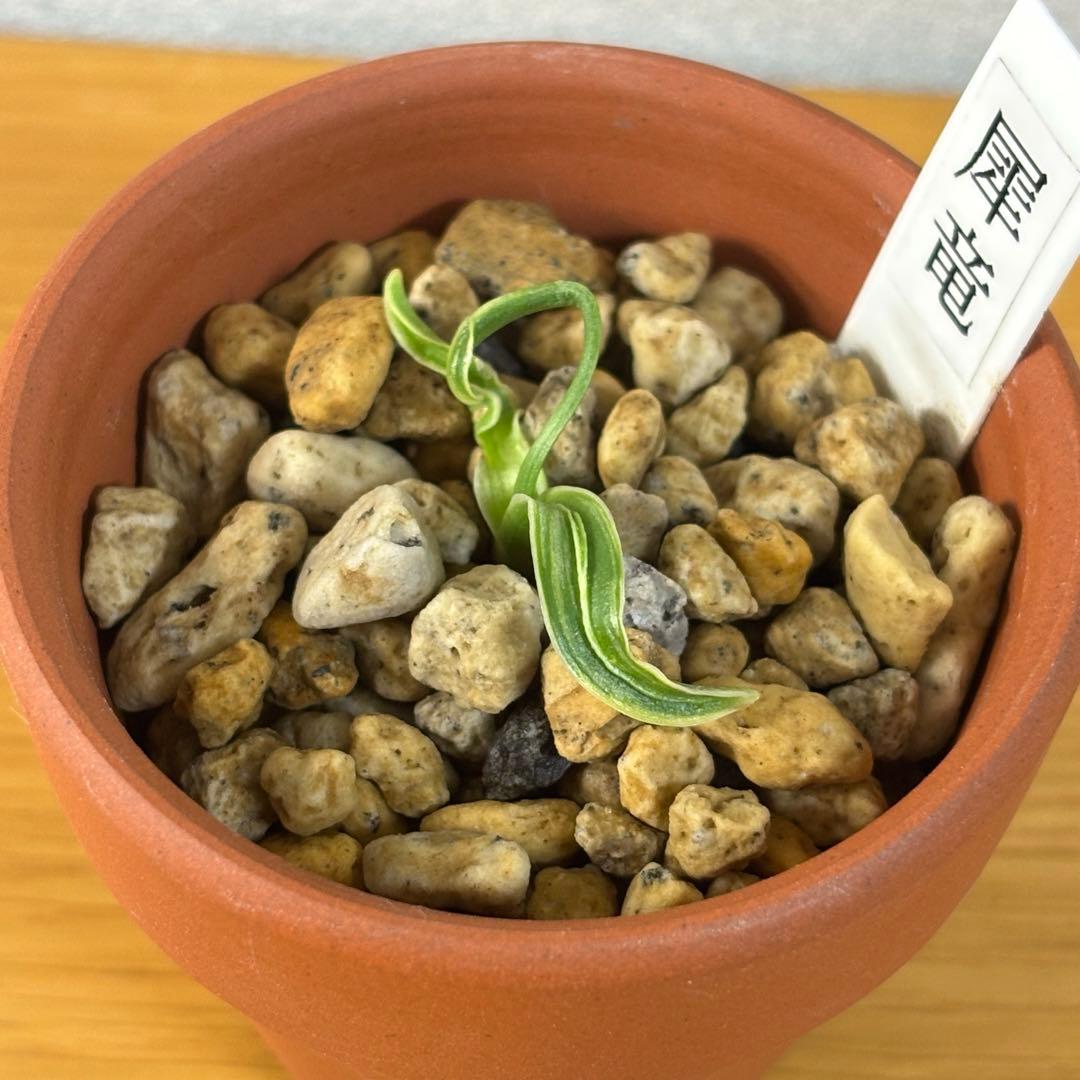 万年青　犀龍　獅子系　割り子　別格稀貴品