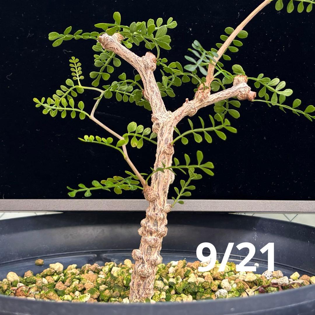 【鉢のまま宅急便発送】パキプス　実生株⑦