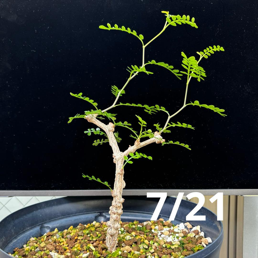 【鉢のまま宅急便発送】パキプス　実生株⑦