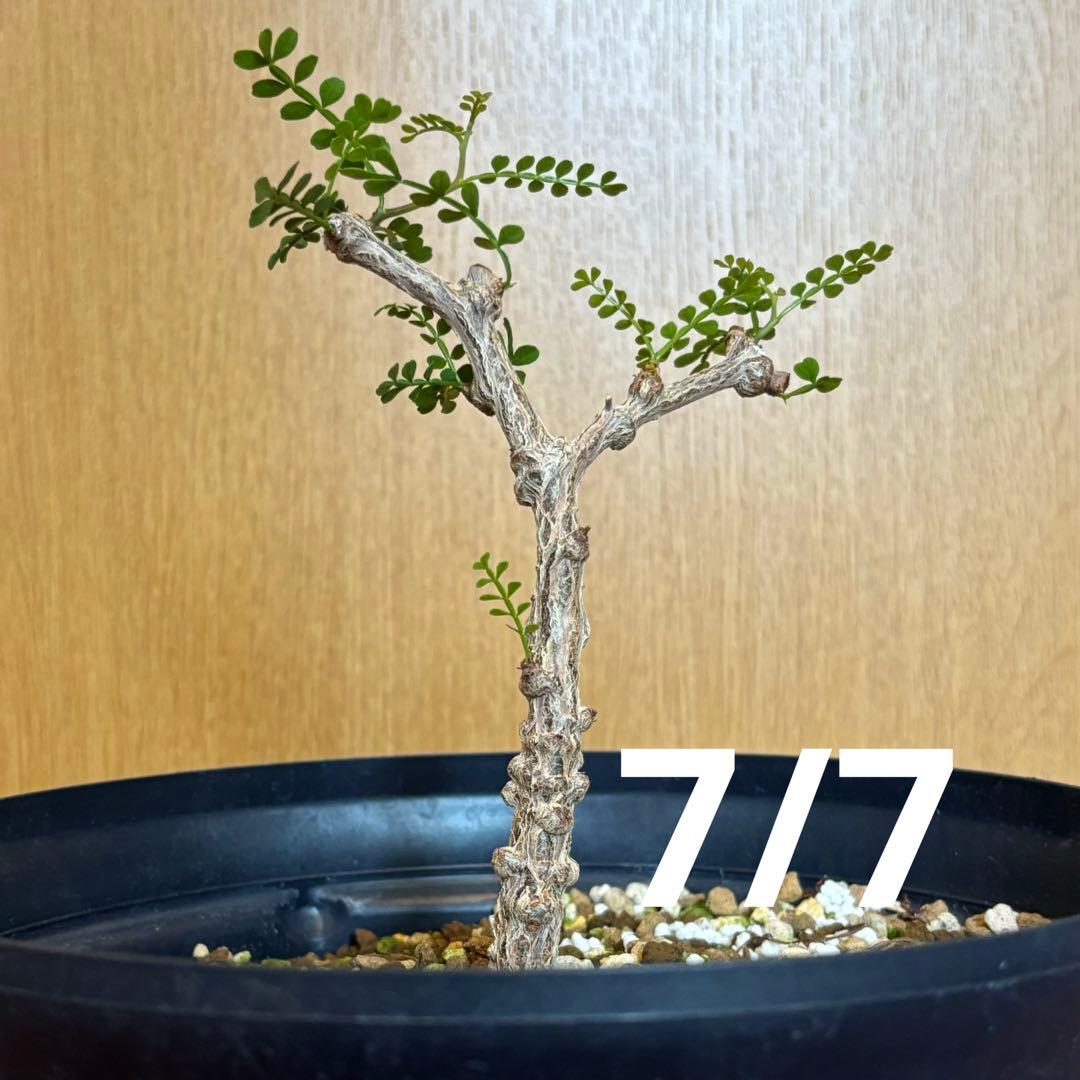 【鉢のまま宅急便発送】パキプス　実生株⑦