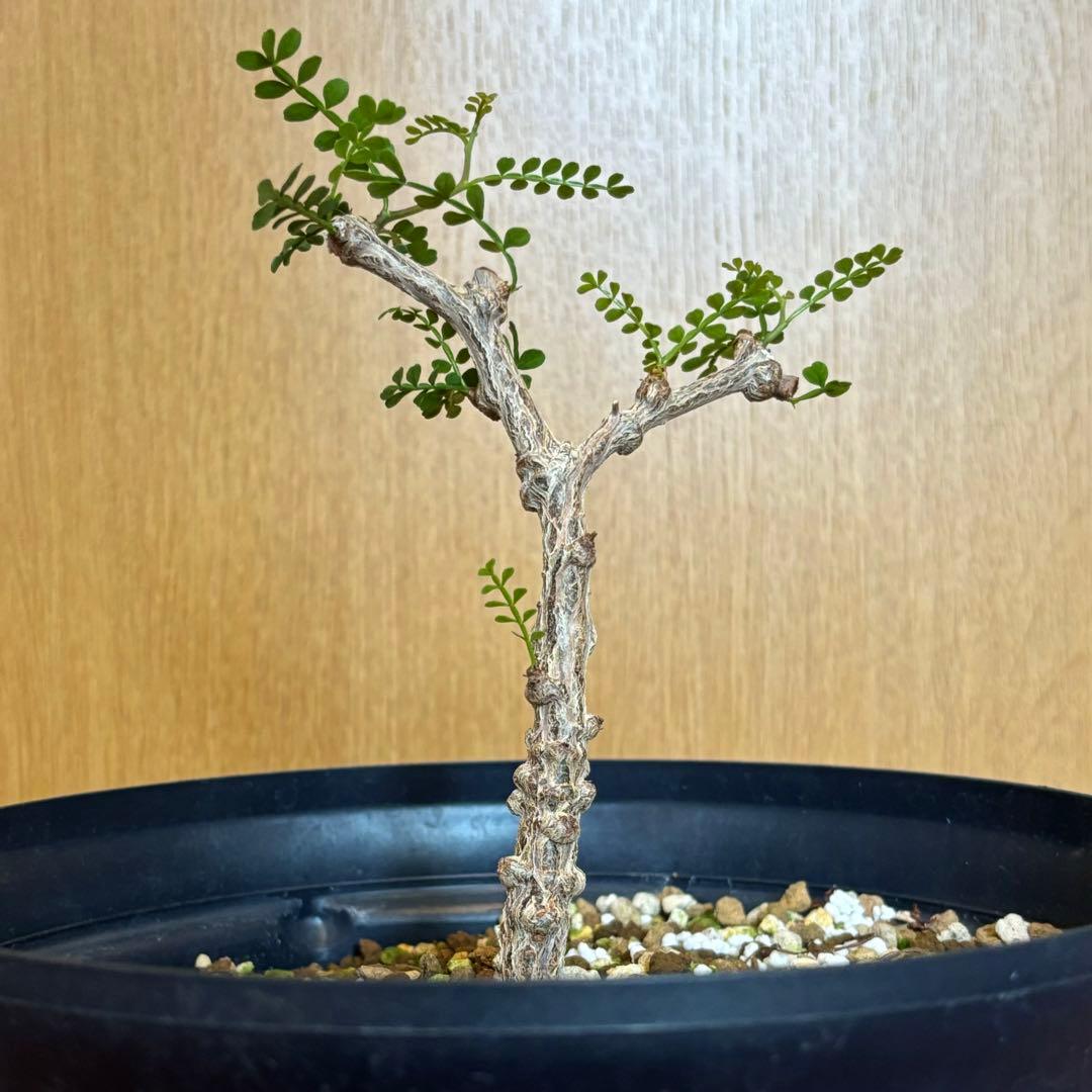 【鉢のまま宅急便発送】パキプス　実生株⑦