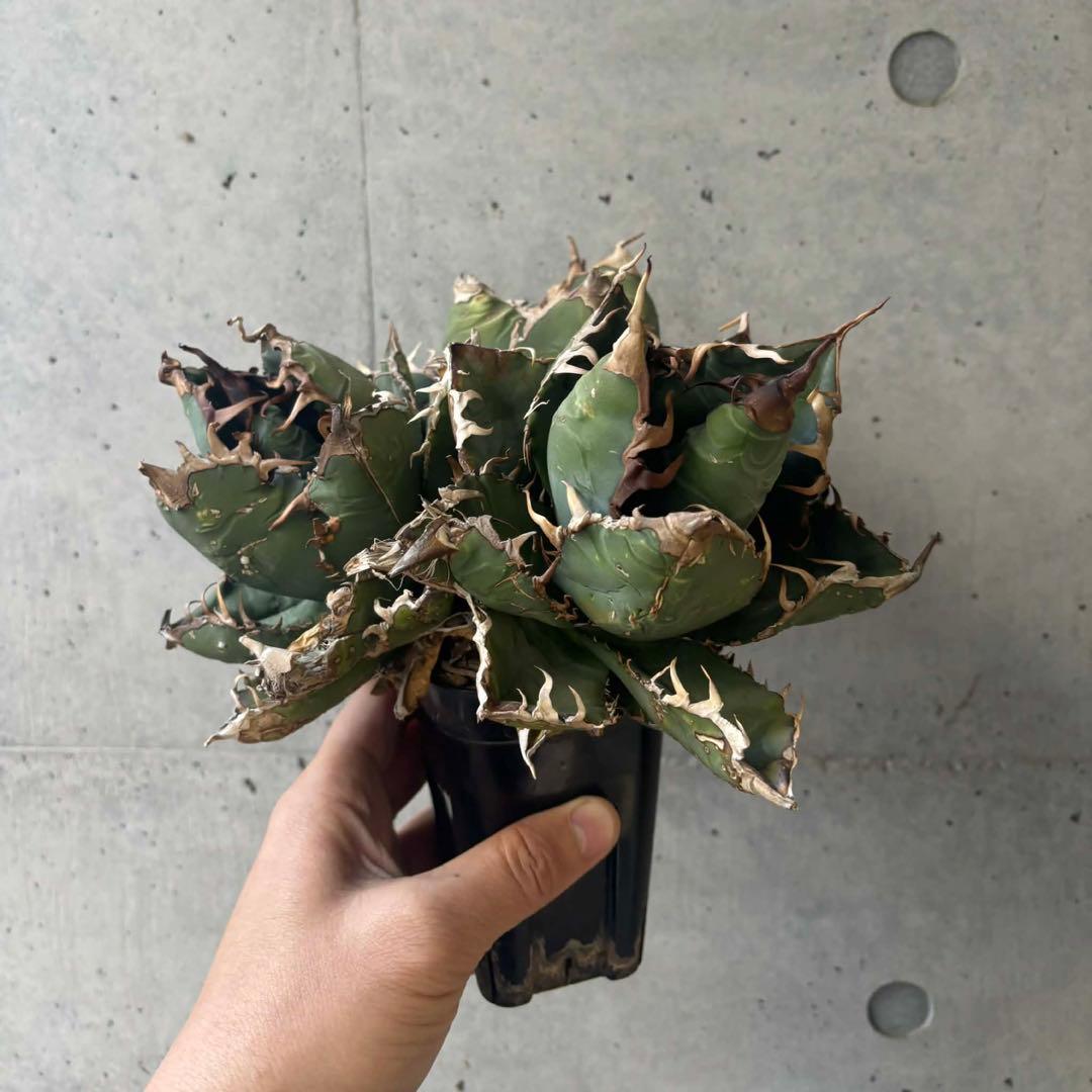 チタノタ　ゴジラ　GODZILLA 3頭群生