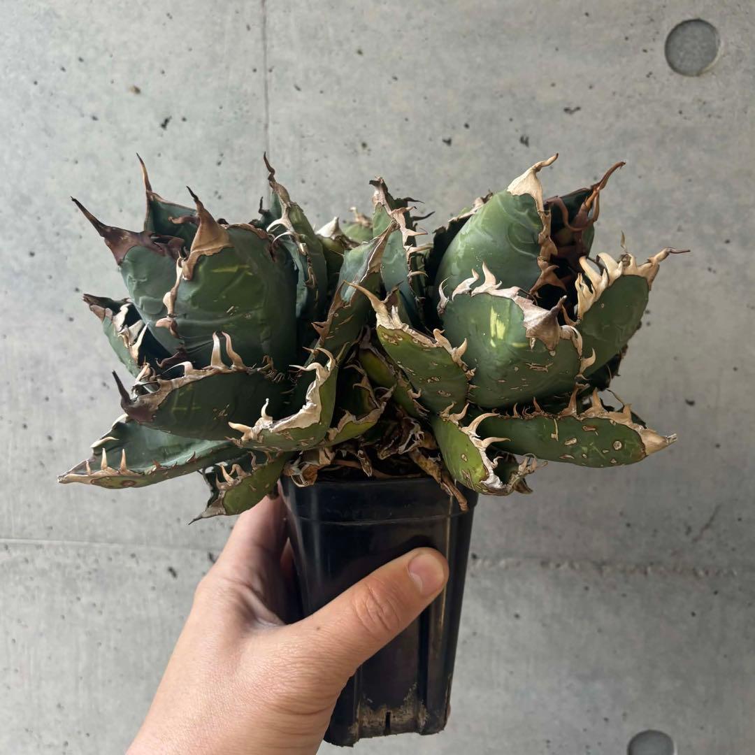 チタノタ　ゴジラ　GODZILLA 3頭群生