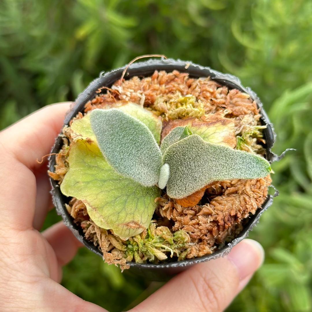 速達！！P.willinckii ’Asurada’ Sporeling 02