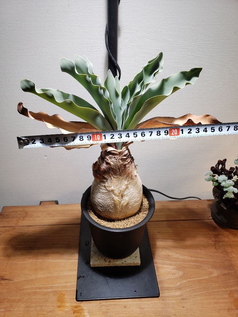 発根済み！ブーファン ハエマンソイデス☆小型☆鉢付き