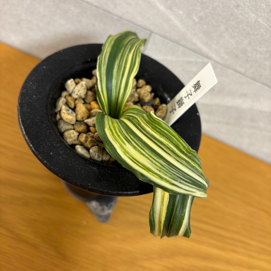 万年青　舞子獅子　縞　虎　獅子系　鉢付き