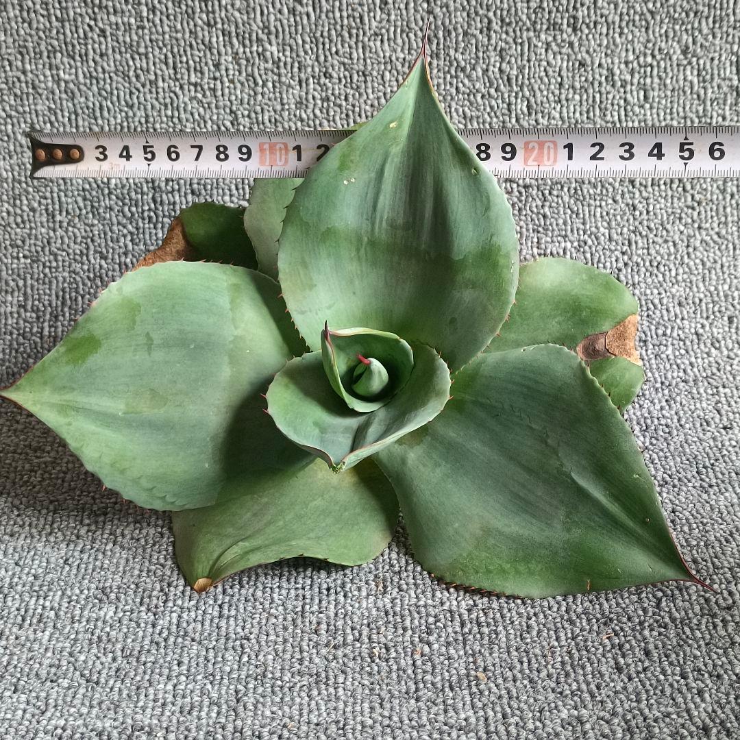 つ*ー様 A439 特選アガベ 貴重な希少種 オバティフォリアオルカ 園葉 極上