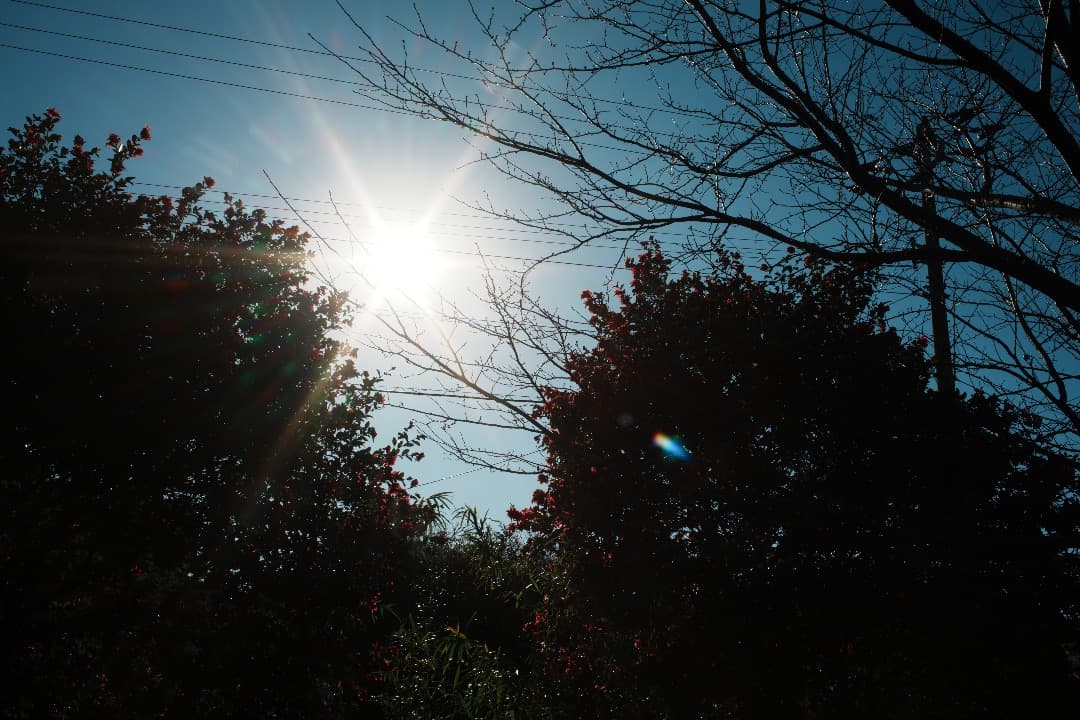 レンズ(単焦点) Carl Zeiss Distagon 35mm f2.8 AEJ 507