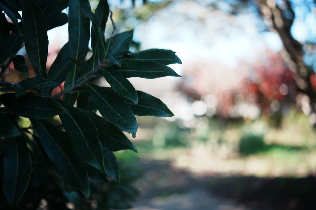レンズ(単焦点) Carl Zeiss Distagon 35mm f2.8 AEJ 507