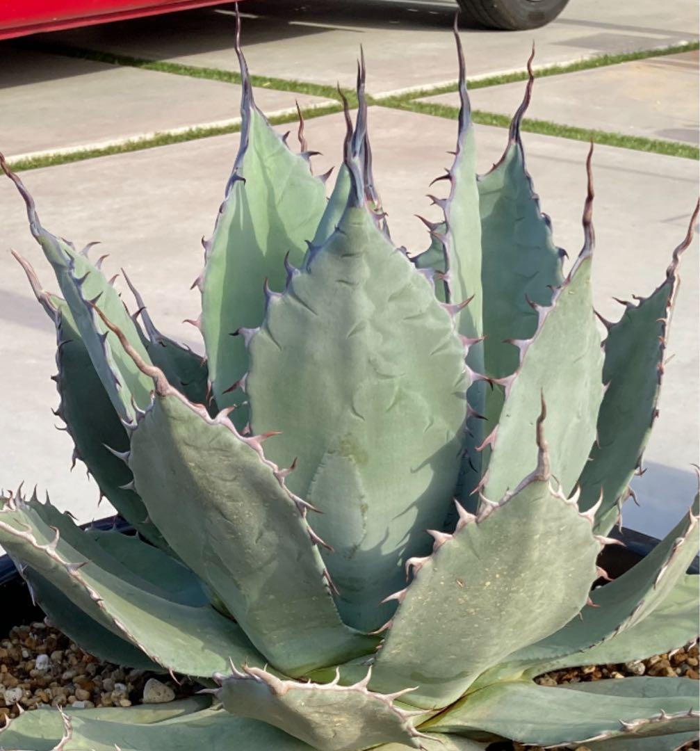 【親株出品】特大アガベ　パリーハイブリッド